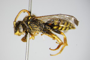  (Nomada fucata - BC ZSM HYM 14733)  @15 [ ] CreativeCommons - Attribution Non-Commercial Share-Alike (2015) SNSB, Zoologische Staatssammlung Muenchen SNSB, Zoologische Staatssammlung Muenchen