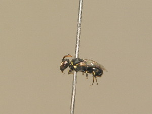  (Hylaeus clypearis - BC ZSM HYM 14887)  @14 [ ] CreativeCommons - Attribution Non-Commercial Share-Alike (2015) SNSB, Zoologische Staatssammlung Muenchen SNSB, Zoologische Staatssammlung Muenchen