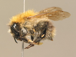 (Bombus pascuorum - BC ZSM HYM 14942)  @14 [ ] CreativeCommons - Attribution Non-Commercial Share-Alike (2015) SNSB, Zoologische Staatssammlung Muenchen SNSB, Zoologische Staatssammlung Muenchen