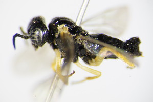  ( - BC ZSM HYM 16786)  @12 [ ] CreativeCommons - Attribution Non-Commercial Share-Alike (2015) SNSB, Zoologische Staatssammlung Muenchen SNSB, Zoologische Staatssammlung Muenchen