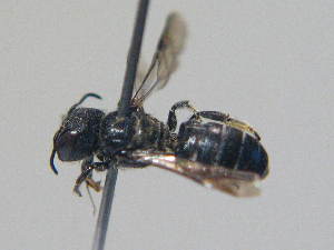  ( - BC ZSM HYM 16946)  @13 [ ] CreativeCommons - Attribution Non-Commercial Share-Alike (2015) SNSB, Zoologische Staatssammlung Muenchen SNSB, Zoologische Staatssammlung Muenchen