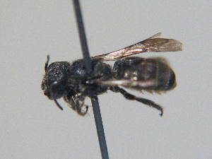  ( - BC ZSM HYM 16949)  @13 [ ] CreativeCommons - Attribution Non-Commercial Share-Alike (2015) SNSB, Zoologische Staatssammlung Muenchen SNSB, Zoologische Staatssammlung Muenchen