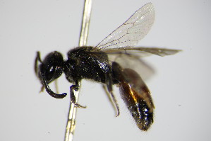  (Sphecodes hyalinatus - BC ZSM HYM 17309)  @13 [ ] CreativeCommons - Attribution Non-Commercial Share-Alike (2015) SNSB, Zoologische Staatssammlung Muenchen SNSB, Zoologische Staatssammlung Muenchen