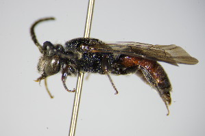  (Sphecodes crassanus - BC ZSM HYM 17414)  @11 [ ] CreativeCommons - Attribution Non-Commercial Share-Alike (2015) SNSB, Zoologische Staatssammlung Muenchen SNSB, Zoologische Staatssammlung Muenchen