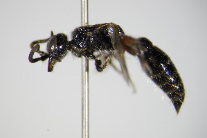  ( - BC ZSM HYM 17445)  @13 [ ] CreativeCommons - Attribution Non-Commercial Share-Alike (2015) SNSB, Zoologische Staatssammlung Muenchen SNSB, Zoologische Staatssammlung Muenchen