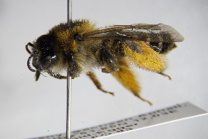  ( - BC ZSM HYM 15463)  @13 [ ] CreativeCommons - Attribution Non-Commercial Share-Alike (2015) SNSB, Zoologische Staatssammlung Muenchen SNSB, Zoologische Staatssammlung Muenchen