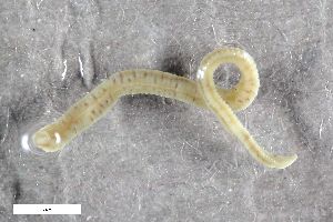  ( - ZFMK-TIS-2596665)  @11 [ ] CreativeCommons  Attribution Share-Alike (by-sa) 4.0 (2017) Unspecified Zoologisches Forschungsmuseum Alexander Koenig