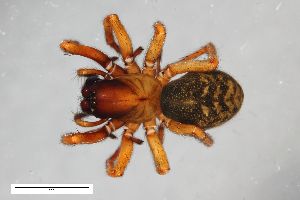  ( - ZFMK-TIS-20900)  @11 [ ] CreativeCommons  Attribution Share-Alike (by-sa) 818 (2012) Unspecified Zoologisches Forschungsmuseum Alexander Koenig