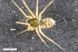  ( - ZFMK-TIS-2269)  @11 [ ] CreativeCommons  Attribution Share-Alike (by-sa) 818 (2012) Unspecified Zoologisches Forschungsmuseum Alexander Koenig