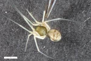  ( - ZFMK-TIS-2312)  @11 [ ] CreativeCommons  Attribution Share-Alike (by-sa) 818 (2012) Unspecified Zoologisches Forschungsmuseum Alexander Koenig