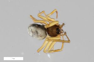  ( - ZFMK-TIS-2504945)  @11 [ ] CreativeCommons  Attribution Share-Alike (by-sa) 818 (2014) Unspecified Zoologisches Forschungsmuseum Alexander Koenig