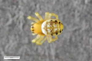  ( - ZFMK-TIS-2554624)  @11 [ ] CreativeCommons  Attribution Share-Alike (by-sa) 818 (2015) Unspecified Zoologisches Forschungsmuseum Alexander Koenig