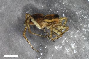  ( - ZFMK-TIS-2560384)  @11 [ ] CreativeCommons  Attribution Share-Alike (by-sa) 818 (2015) Unspecified Zoologisches Forschungsmuseum Alexander Koenig