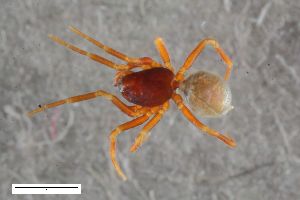  ( - ZFMK-TIS-2601605)  @11 [ ] CreativeCommons  Attribution Share-Alike (by-sa) 818 (2017) Unspecified Zoologisches Forschungsmuseum Alexander Koenig