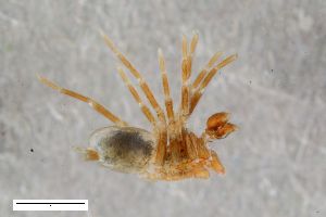  ( - ZFMK-TIS-2603808)  @11 [ ] CreativeCommons  Attribution Share-Alike (by-sa) 818 (2017) Unspecified Zoologisches Forschungsmuseum Alexander Koenig