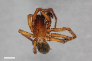  ( - ZFMK-TIS-2704)  @11 [ ] CreativeCommons  Attribution Share-Alike (by-sa) 818 (2012) Unspecified Zoologisches Forschungsmuseum Alexander Koenig