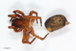  ( - ZFMK-TIS-2744)  @11 [ ] CreativeCommons  Attribution Share-Alike (by-sa) 818 (2013) Unspecified Zoologisches Forschungsmuseum Alexander Koenig