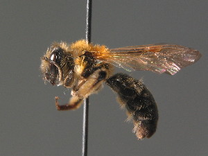  (Andrena symphyti - BC ZSM HYM 13486)  @14 [ ] CreativeCommons - Attribution Non-Commercial Share-Alike (2015) SNSB, Zoologische Staatssammlung Muenchen SNSB, Zoologische Staatssammlung Muenchen