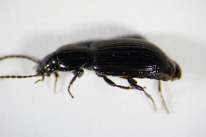  ( - GBOL_Col_FK_0347)  @11 [ ] CreativeCommons - Attribution Non-Commercial Share-Alike (2015) SNSB, Zoologische Staatssammlung Muenchen SNSB, Zoologische Staatssammlung Muenchen