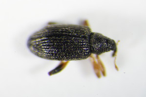  ( - GBOL_Col_FK_1103)  @11 [ ] CreativeCommons - Attribution Non-Commercial Share-Alike (2015) SNSB, Zoologische Staatssammlung Muenchen SNSB, Zoologische Staatssammlung Muenchen