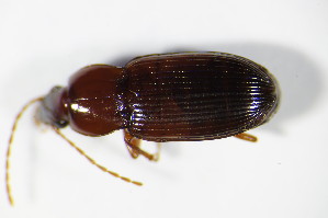  (Pterostichus longicollis - GBOL_Col_FK_0526)  @13 [ ] CreativeCommons - Attribution Non-Commercial Share-Alike (2015) SNSB, Zoologische Staatssammlung Muenchen SNSB, Zoologische Staatssammlung Muenchen