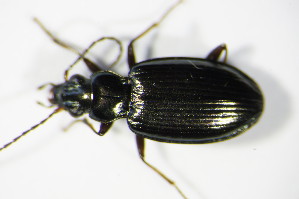  (Bembidion geniculatum - GBOL_Col_FK_0601)  @14 [ ] CreativeCommons - Attribution Non-Commercial Share-Alike (2015) SNSB, Zoologische Staatssammlung Muenchen SNSB, Zoologische Staatssammlung Muenchen