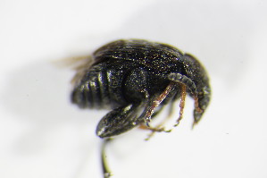  (Bruchus luteicornis - GBOL_Col_FK_1894)  @13 [ ] CreativeCommons - Attribution Non-Commercial Share-Alike (2015) SNSB, Zoologische Staatssammlung Muenchen SNSB, Zoologische Staatssammlung Muenchen