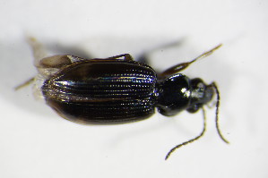  (Bembidion lunulatum - GBOL_Col_FK_2038)  @13 [ ] CreativeCommons - Attribution Non-Commercial Share-Alike (2015) SNSB, Zoologische Staatssammlung Muenchen SNSB, Zoologische Staatssammlung Muenchen