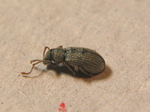  (Phyllobius roboretanus - GBOL_Col_FK_2512)  @14 [ ] CreativeCommons - Attribution Non-Commercial Share-Alike (2015) SNSB, Zoologische Staatssammlung Muenchen SNSB, Zoologische Staatssammlung Muenchen
