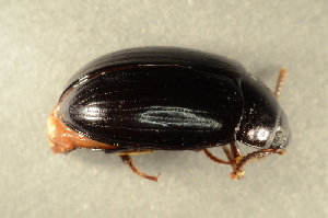  (Platydema violaceum - GBOL00041)  @14 [ ] CreativeCommons - Attribution Non-Commercial Share-Alike (2015) SNSB, Zoologische Staatssammlung Muenchen SNSB, Zoologische Staatssammlung Muenchen