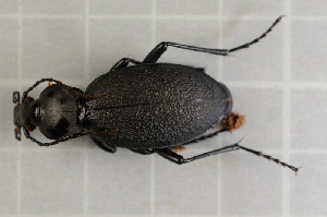  (Carabus coriaceus - GBOL00055)  @13 [ ] CreativeCommons - Attribution Non-Commercial Share-Alike (2015) SNSB, Zoologische Staatssammlung Muenchen SNSB, Zoologische Staatssammlung Muenchen