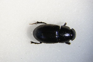  ( - GBOL_Col_FK_5188)  @11 [ ] CreativeCommons - Attribution Non-Commercial Share-Alike (2015) SNSB, Zoologische Staatssammlung Muenchen SNSB, Zoologische Staatssammlung Muenchen