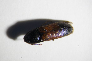  ( - GBOL_Col_FK_5238)  @12 [ ] CreativeCommons - Attribution Non-Commercial Share-Alike (2015) SNSB, Zoologische Staatssammlung Muenchen SNSB, Zoologische Staatssammlung Muenchen