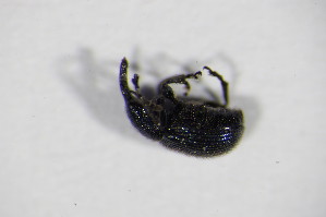  ( - GBOL_Col_FK_5431)  @11 [ ] CreativeCommons - Attribution Non-Commercial Share-Alike (2015) SNSB, Zoologische Staatssammlung Muenchen SNSB, Zoologische Staatssammlung Muenchen