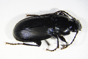  (Pterostichus melas - GBOL_Col_FK_4575)  @13 [ ] CreativeCommons - Attribution Non-Commercial Share-Alike (2015) SNSB, Zoologische Staatssammlung Muenchen SNSB, Zoologische Staatssammlung Muenchen