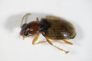  (Bembidion ruficolle - GBOL_Col_FK_2189)  @13 [ ] CreativeCommons - Attribution Non-Commercial Share-Alike (2015) SNSB, Zoologische Staatssammlung Muenchen SNSB, Zoologische Staatssammlung Muenchen
