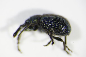  ( - GBOL_Col_FK_2788)  @11 [ ] CreativeCommons - Attribution Non-Commercial Share-Alike (2015) SNSB, Zoologische Staatssammlung Muenchen SNSB, Zoologische Staatssammlung Muenchen