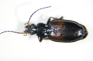  (Bembidion varicolor - GBOL_Col_FK_3142)  @13 [ ] CreativeCommons - Attribution Non-Commercial Share-Alike (2015) SNSB, Zoologische Staatssammlung Muenchen SNSB, Zoologische Staatssammlung Muenchen