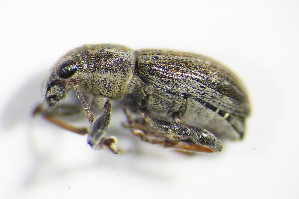  (Sitona suturalis - GBOL_Col_FK_3277)  @13 [ ] CreativeCommons - Attribution Non-Commercial Share-Alike (2015) SNSB, Zoologische Staatssammlung Muenchen SNSB, Zoologische Staatssammlung Muenchen