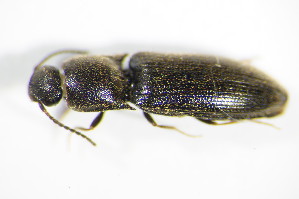  (Idolus picipennis - GBOL_Col_FK_3389)  @13 [ ] CreativeCommons - Attribution Non-Commercial Share-Alike (2015) SNSB, Zoologische Staatssammlung Muenchen SNSB, Zoologische Staatssammlung Muenchen