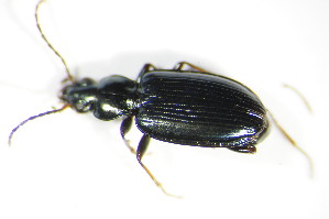 (Bembidion atrocaeruleum - GBOL_Col_FK_3706)  @13 [ ] CreativeCommons - Attribution Non-Commercial Share-Alike (2015) SNSB, Zoologische Staatssammlung Muenchen SNSB, Zoologische Staatssammlung Muenchen