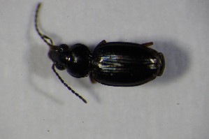  (Bembidion unicolor - GBOL00812)  @11 [ ] CreativeCommons - Attribution Non-Commercial Share-Alike (2015) SNSB, Zoologische Staatssammlung Muenchen SNSB, Zoologische Staatssammlung Muenchen