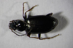  (Bembidion complanatum - GBOL 01316)  @13 [ ] CreativeCommons - Attribution Non-Commercial Share-Alike (2015) SNSB, Zoologische Staatssammlung Muenchen SNSB, Zoologische Staatssammlung Muenchen