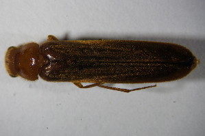  (Elateroides dermestoides - GBOL 01327)  @13 [ ] CreativeCommons - Attribution Non-Commercial Share-Alike (2015) SNSB, Zoologische Staatssammlung Muenchen SNSB, Zoologische Staatssammlung Muenchen