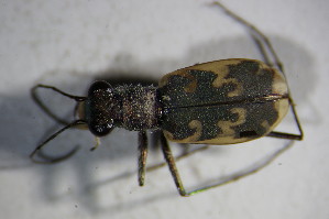 (Cylindera arenaria - GBOL01899)  @13 [ ] CreativeCommons - Attribution Non-Commercial Share-Alike (2015) SNSB, Zoologische Staatssammlung Muenchen SNSB, Zoologische Staatssammlung Muenchen