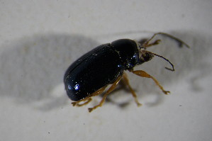  ( - GBOL01999)  @12 [ ] CreativeCommons - Attribution Non-Commercial Share-Alike (2015) SNSB, Zoologische Staatssammlung Muenchen SNSB, Zoologische Staatssammlung Muenchen