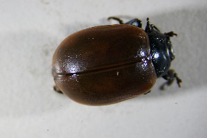  ( - GBOL02025)  @12 [ ] CreativeCommons - Attribution Non-Commercial Share-Alike (2015) SNSB, Zoologische Staatssammlung Muenchen SNSB, Zoologische Staatssammlung Muenchen