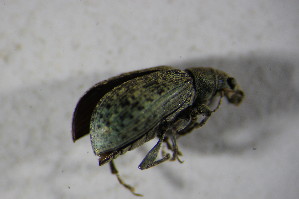  ( - GBOL02053)  @12 [ ] CreativeCommons - Attribution Non-Commercial Share-Alike (2015) SNSB, Zoologische Staatssammlung Muenchen SNSB, Zoologische Staatssammlung Muenchen