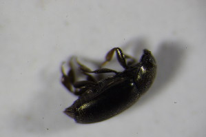  ( - GBOL 02260)  @12 [ ] CreativeCommons - Attribution Non-Commercial Share-Alike (2015) SNSB, Zoologische Staatssammlung Muenchen SNSB, Zoologische Staatssammlung Muenchen