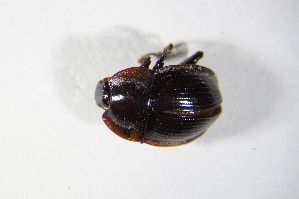  (Necrophilus subterraneus - GBOL02489)  @13 [ ] CreativeCommons - Attribution Non-Commercial Share-Alike (2015) SNSB, Zoologische Staatssammlung Muenchen SNSB, Zoologische Staatssammlung Muenchen